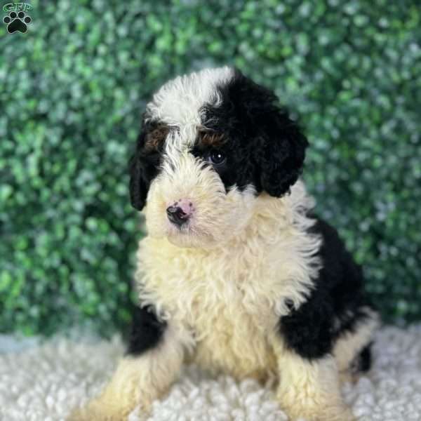 Kobe, Mini Bernedoodle Puppy